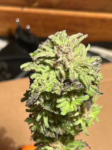 Growreport Bild 4