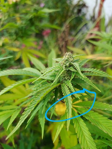 IMG_20240927_111348976~2