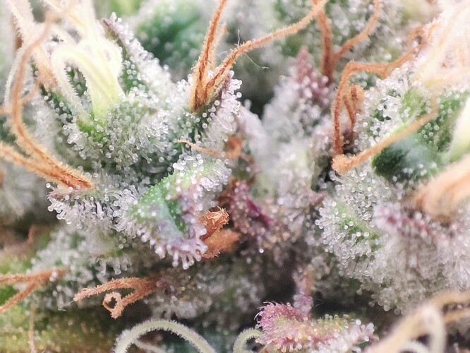 Growreport Bild 5
