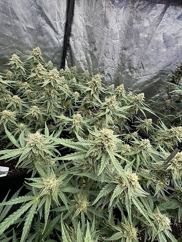 Growreport Bild 3