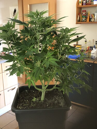 Growreport Bild 9