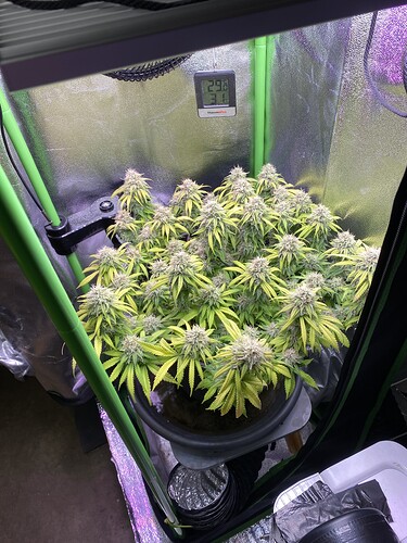 Growreport Bild 69