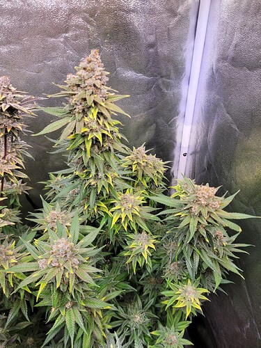 Growreport Bild 11