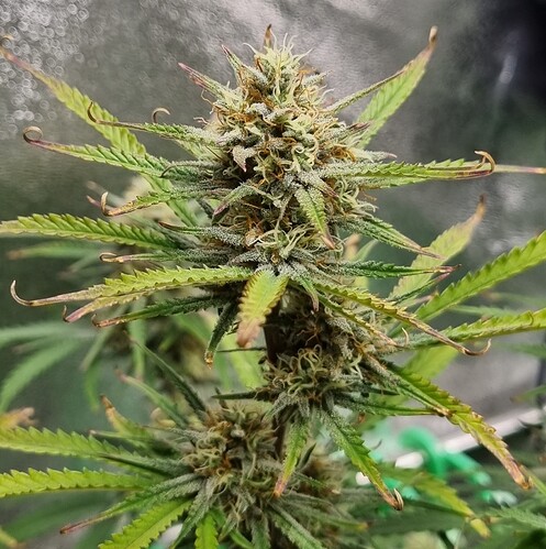 Growreport Bild 54