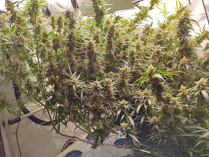 Growreport Bild 37