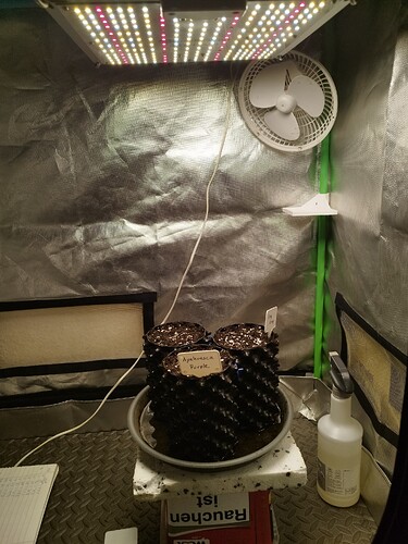 Growreport Bild 2