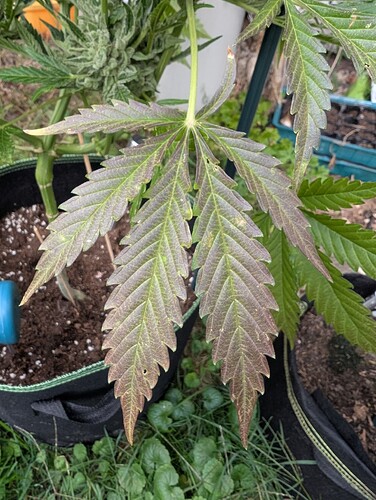 Growreport Bild 4