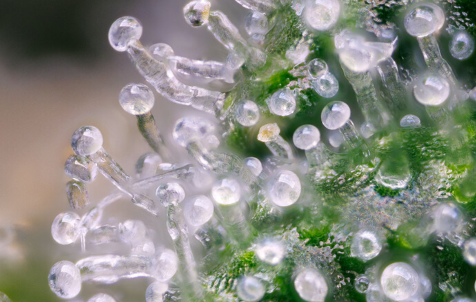 Growreport Bild 2