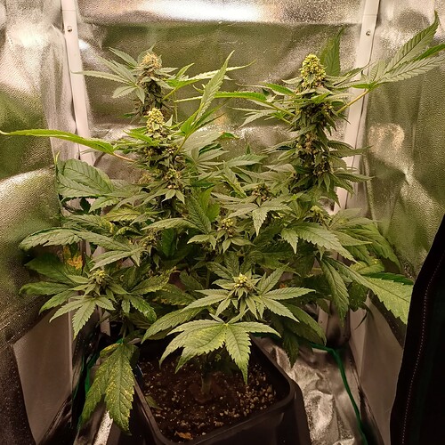 Growreport Bild 17
