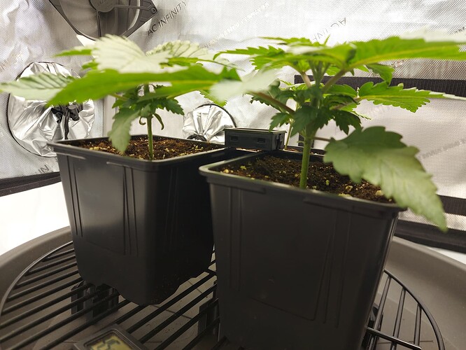 Growreport Bild 2