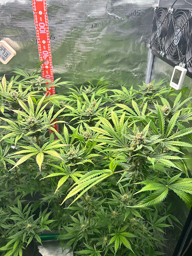 Drei Cannabis-Pflanzen in einem Growzelt in der Blütephase, mit Messgeräten und einem Höhenmaßstab.