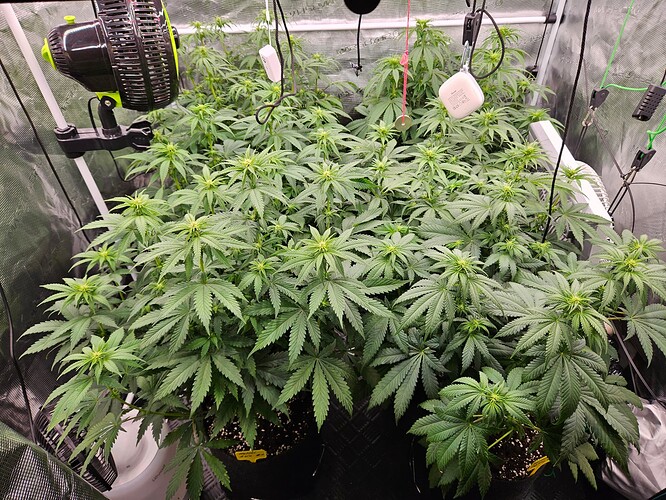 Growreport Bild 15