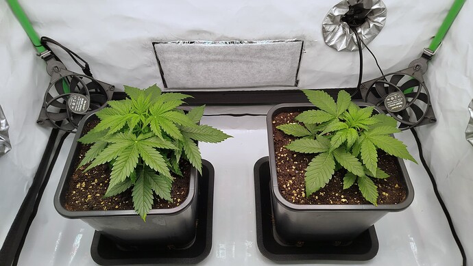 Zwei junge Cannabispflanzen in quadratischen Töpfen in einem Growzelt, flankiert von zwei be quiet! Lüftern.