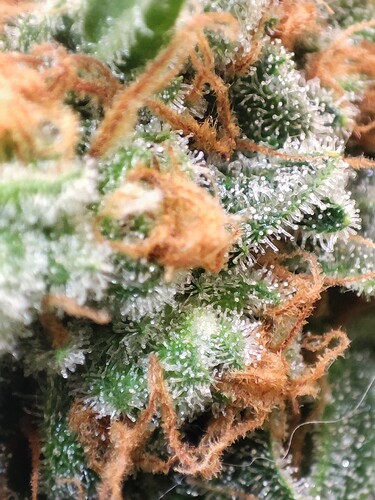 Growreport Bild 28