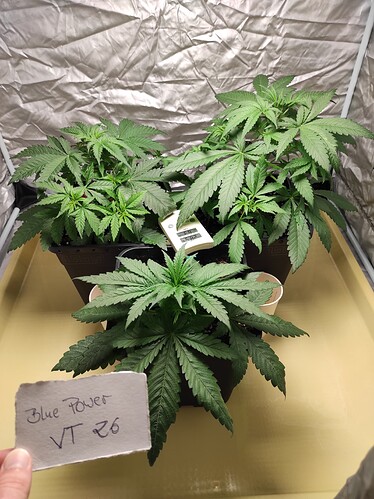 Growreport Bild 4