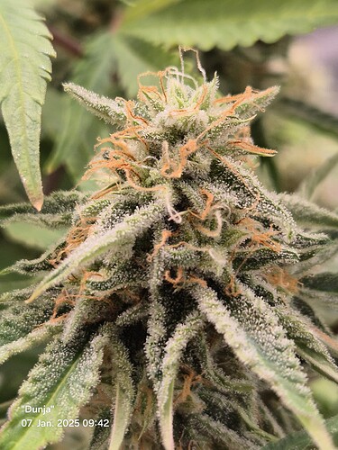 Growreport Bild 6