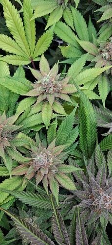 Growreport Bild 28