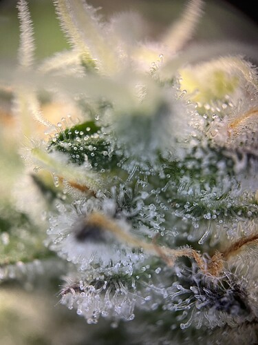 Growreport Bild 10