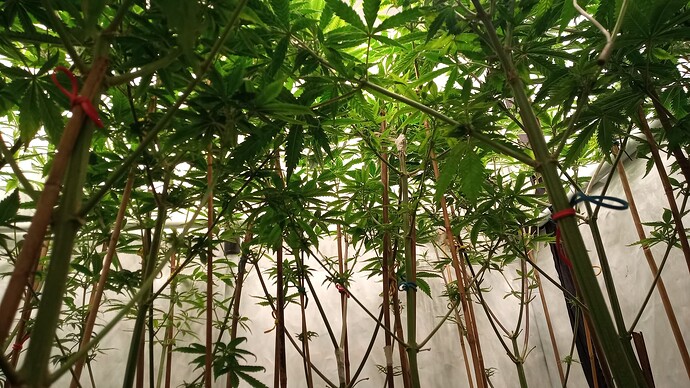 Growreport Bild 14