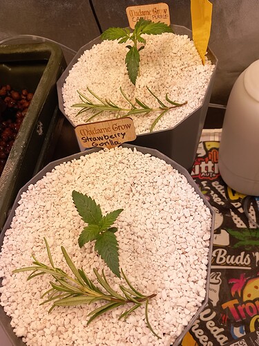 Growreport Bild 4