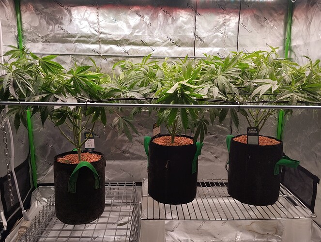 Growreport Bild 2
