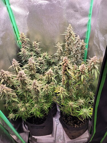 Growreport Bild 24