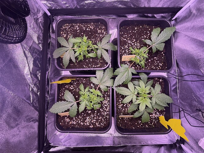 Growreport Bild 3