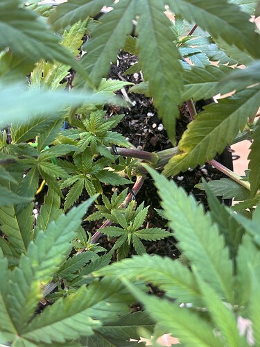 Growreport Bild 20