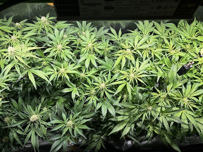 Growreport Bild 2