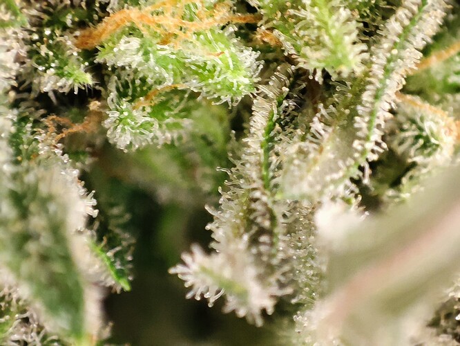 Growreport Bild 1