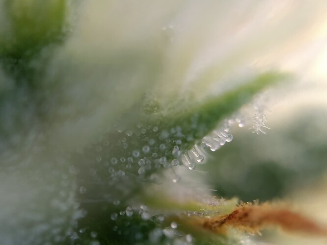 Growreport Bild 6