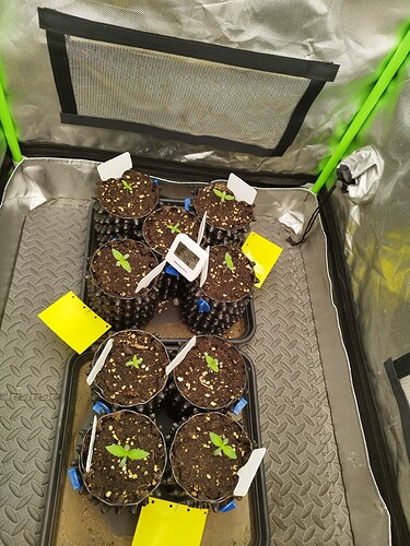 Sechs junge Cannabispflanzen im Keimlingsstadium in Air-Pots, die in einer Growbox stehen. Ein kleines digitales Thermometer ist zwischen den Töpfen platziert.