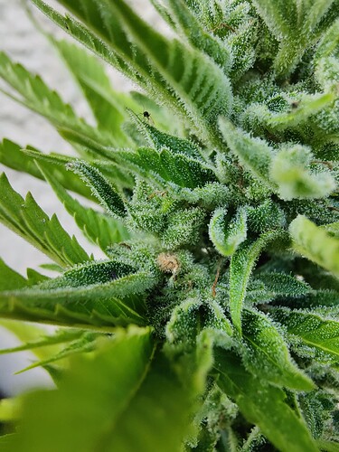 Growreport Bild 3