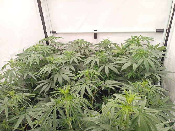Growreport Bild 8