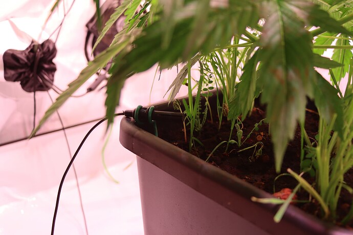 Growreport Bild 18
