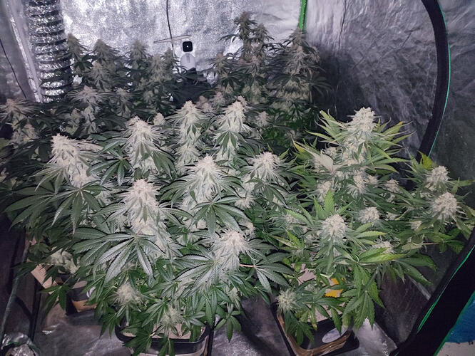 Growreport Bild 120
