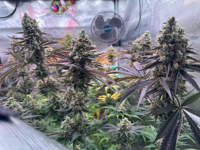 Growreport Bild 49