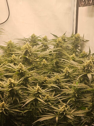 Growreport Bild 23