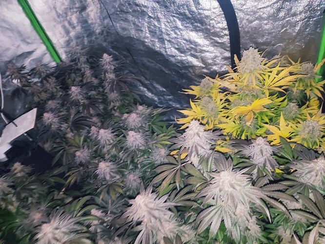 Growreport Bild 10