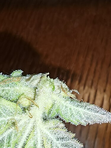 Growreport Bild 32