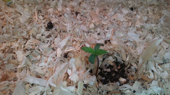 Growreport Bild 83