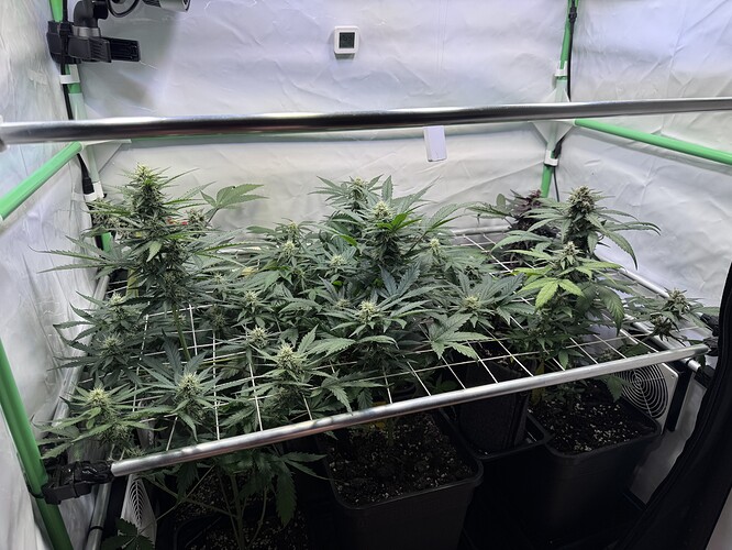 Growreport Bild 1