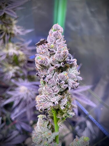 Growreport Bild 16