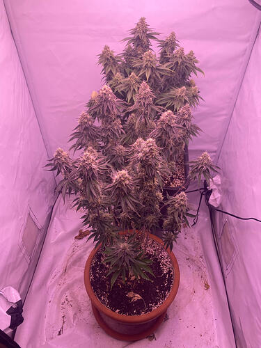 Growreport Bild 4