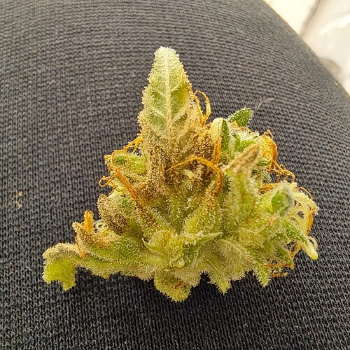 Growreport Bild 25