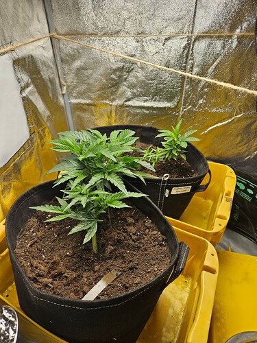 Growreport Bild 15