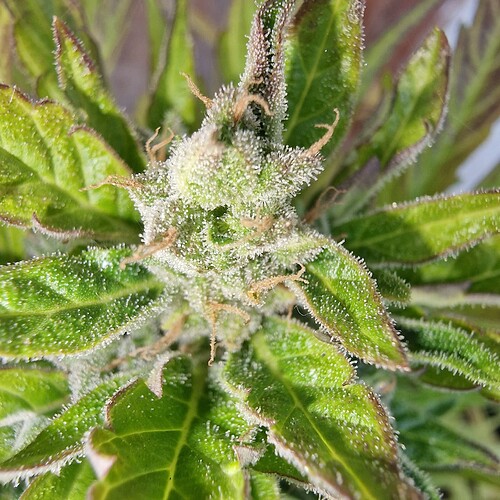 Growreport Bild 7