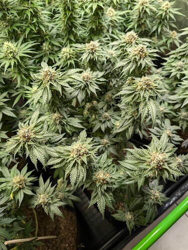 Growreport Bild 3