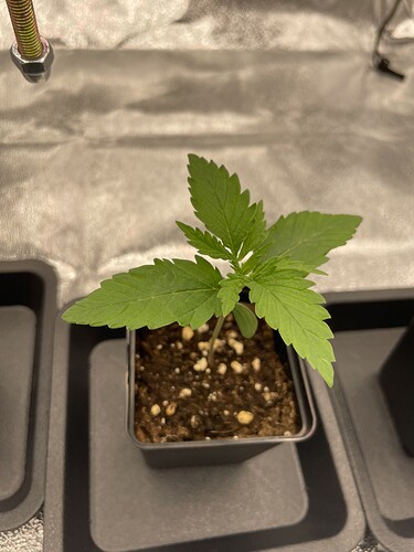 Growreport Bild 26