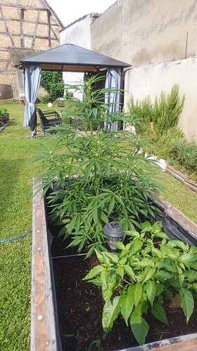 Growreport Bild 3